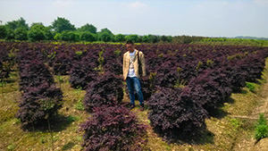 番茄视频山庄苗木基地红继木球