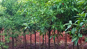 番茄视频山庄苗木基地杜英