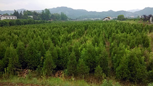 番茄视频山庄苗木基地松柏树