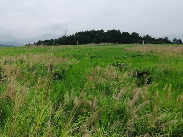 矿区污染场地生态番茄视频app下载