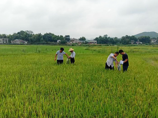 重金属污染耕地番茄视频app下载