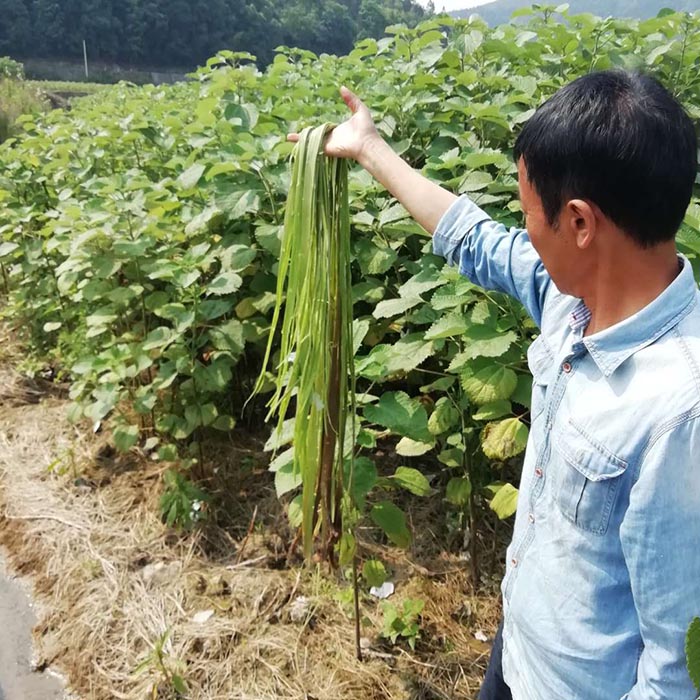 贵州省铜仁市生态番茄视频app下载与精准扶贫示范区