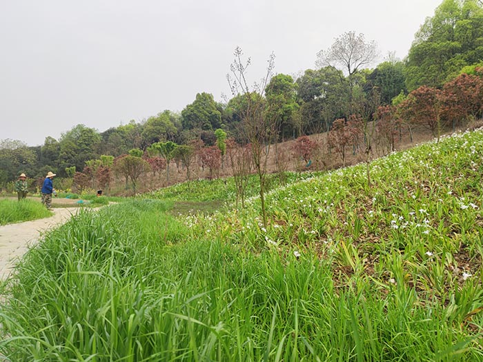 衡阳市常宁水口山铅锌煤矿区山水林田湖草生态保护番茄视频app下载试点工程