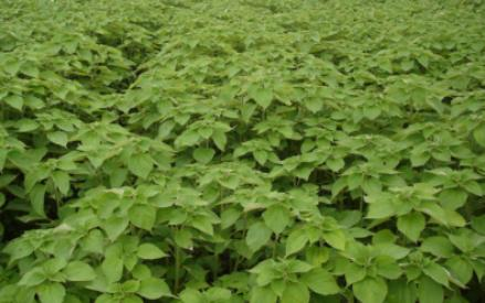 贵州省铜仁市生态番茄视频app下载与精准扶贫示范区