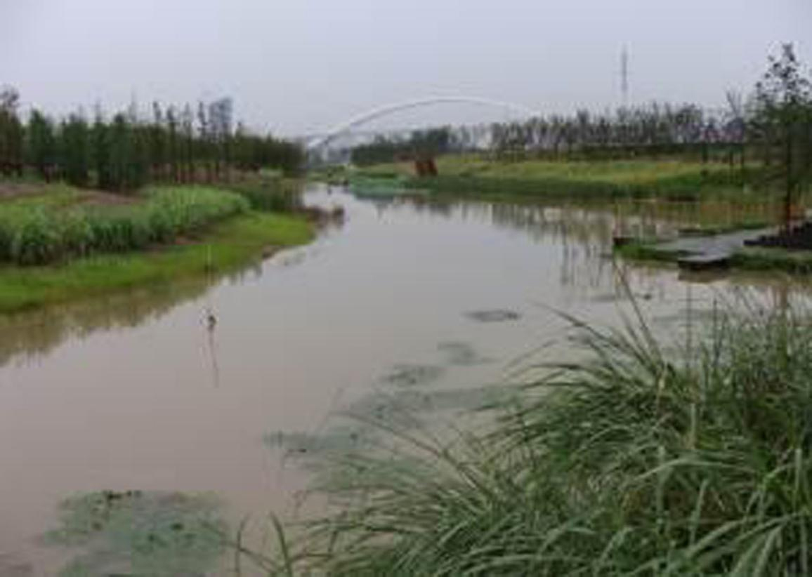 洋湖湿地生态番茄视频app下载与保育工程