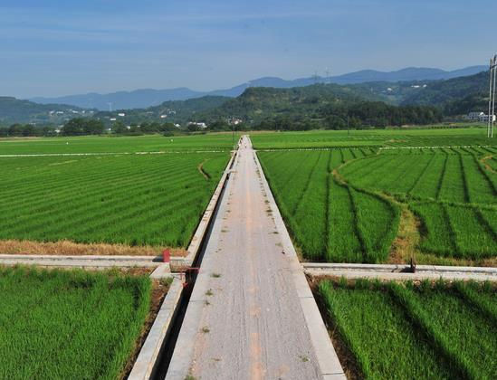 湖南省郴州市桂阳县千亩农田镉污染番茄视频app下载项目